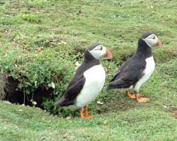 Puffins, West Wales Coast