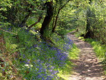 Woodland walk, Pembrokeshire